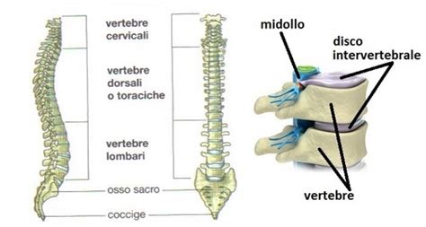 Il Deadlift Porta I Dischi Della Colonna Vertebrale?